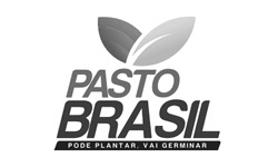 Pasto Brasil